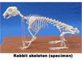Mô hình hệ xương thỏ